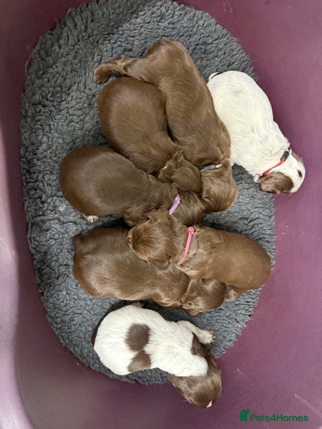 Cocker Spaniel dogs for sale: Working cocker spainel Puppys Ready to leave  - Image 17