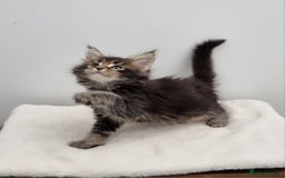 Maine Coon cats for sale: Pedigree Maine Coon Kittens for sale  - Image 22