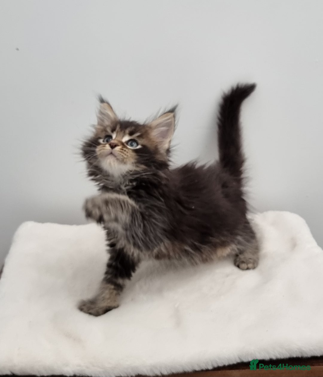 Maine Coon cats for sale: Pedigree Maine Coon Kittens for sale  - Image 22