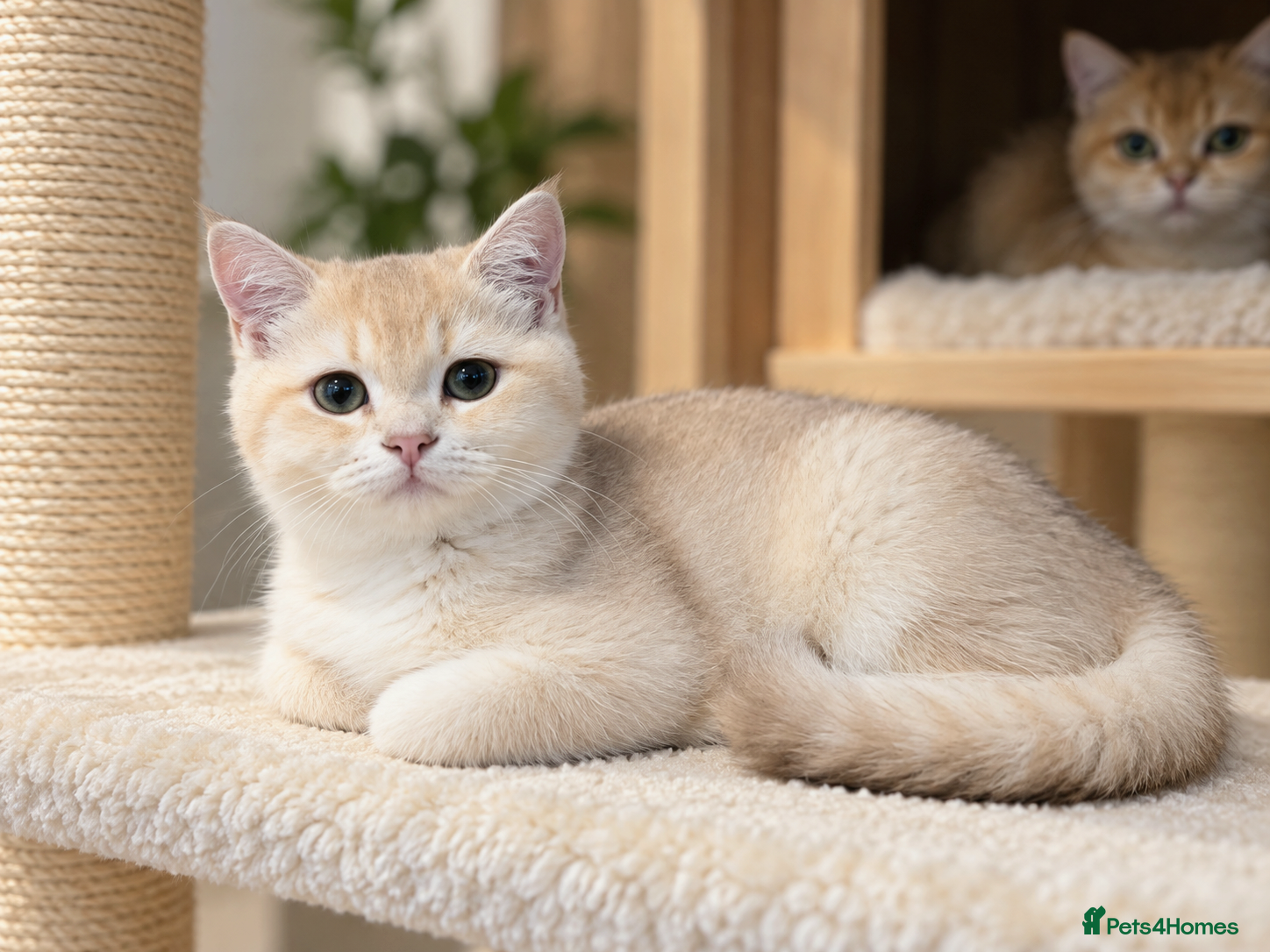 British Shorthair cats GCCF Lilac & Chocolate Golden Kittens | Ready Now - Advert 2