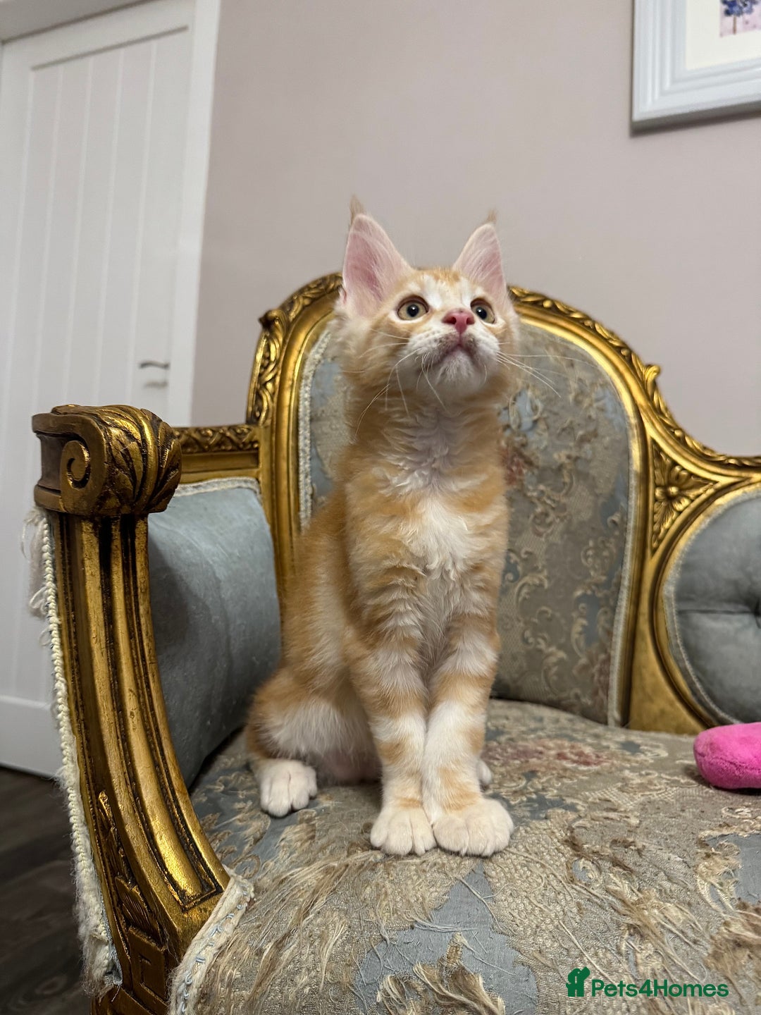 Maine Coon cats for sale: Maine Coon Kittens 🏆 20+ gen 🧬 Full Pedigree - Advert 21
