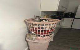 Ragamese cats for sale: Beautiful ragamese/bengal  - Image 14