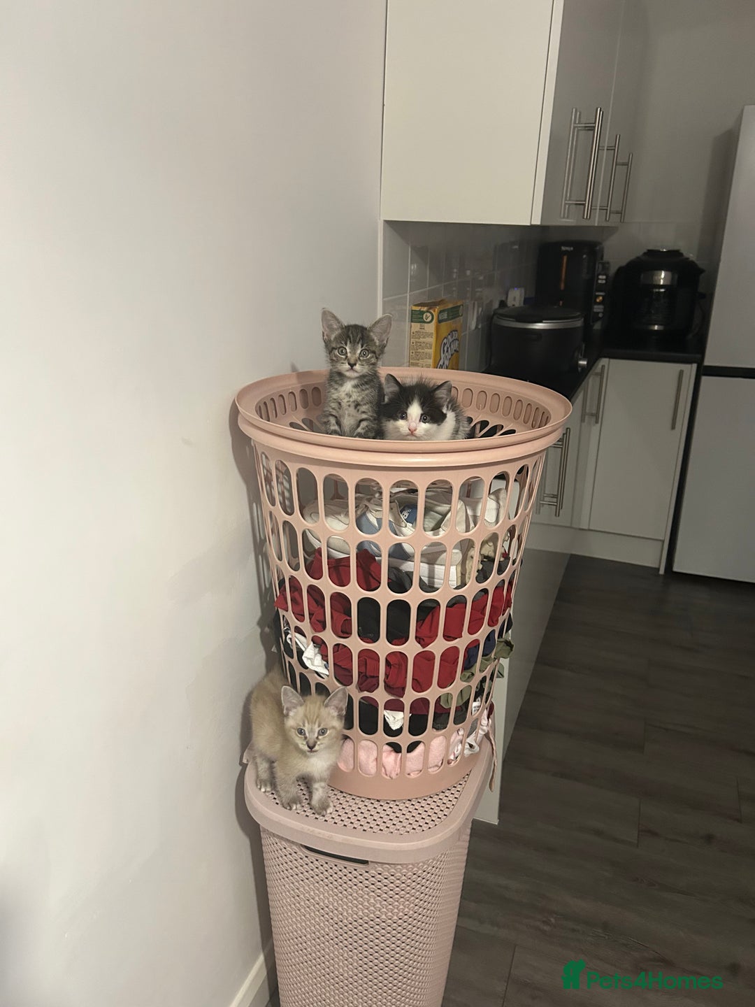 Ragamese cats for sale: Beautiful ragamese/bengal  - Image 14