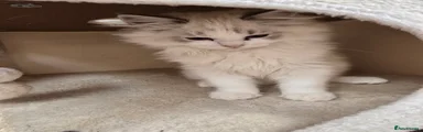 Ragdoll 6