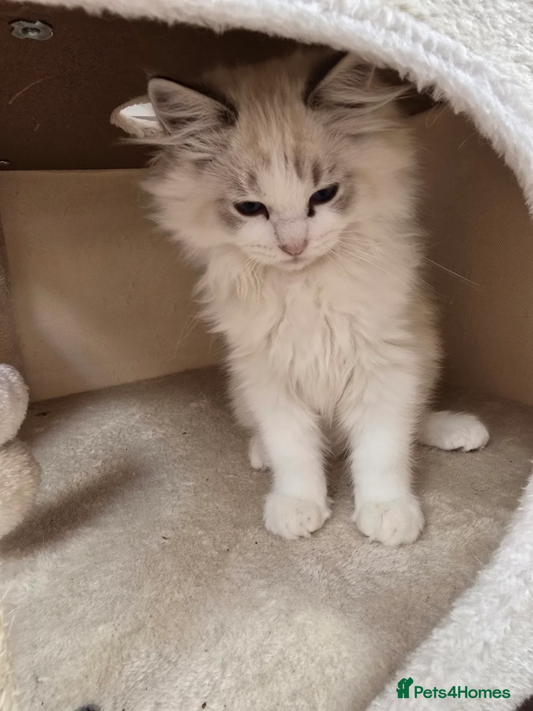 Ragdoll cats for sale: Ragdoll kittens - Advert 2