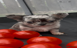 Chihuahua dogs for sale: Absolutely Stunning Merle Chihuahua Boy - Image 3