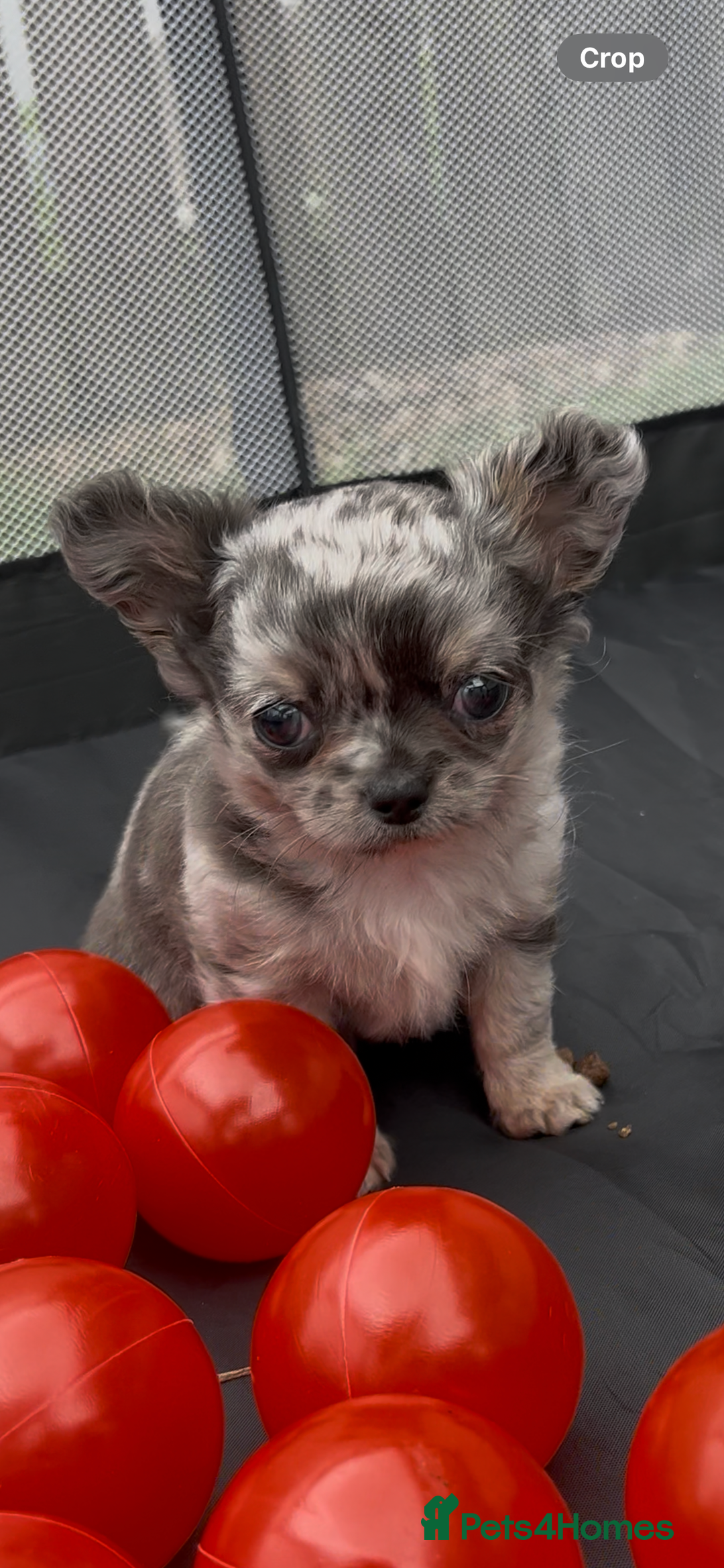 Chihuahua dogs for sale: Absolutely Stunning Merle Chihuahua Boy - Image 3