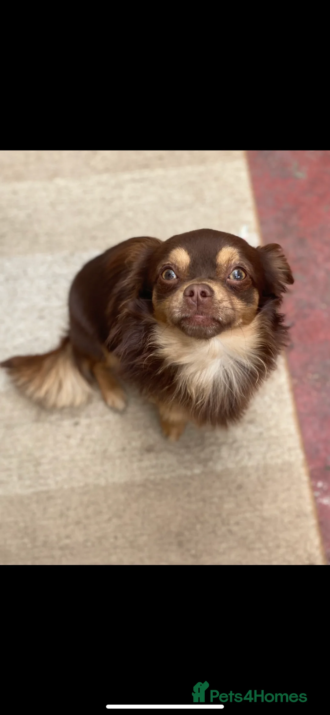 Chihuahua dogs for stud: Long haired chihuahua stud  - Advert 1