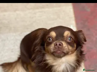 Chihuahua dogs Long haired chihuahua stud - Advert 1