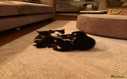 British Shorthair cats for sale: Half British shorthair kittens - Image 7