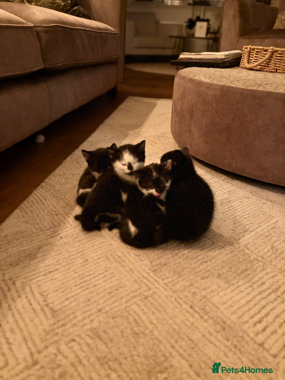 British Shorthair cats for sale: Half British shorthair kittens - Image 7