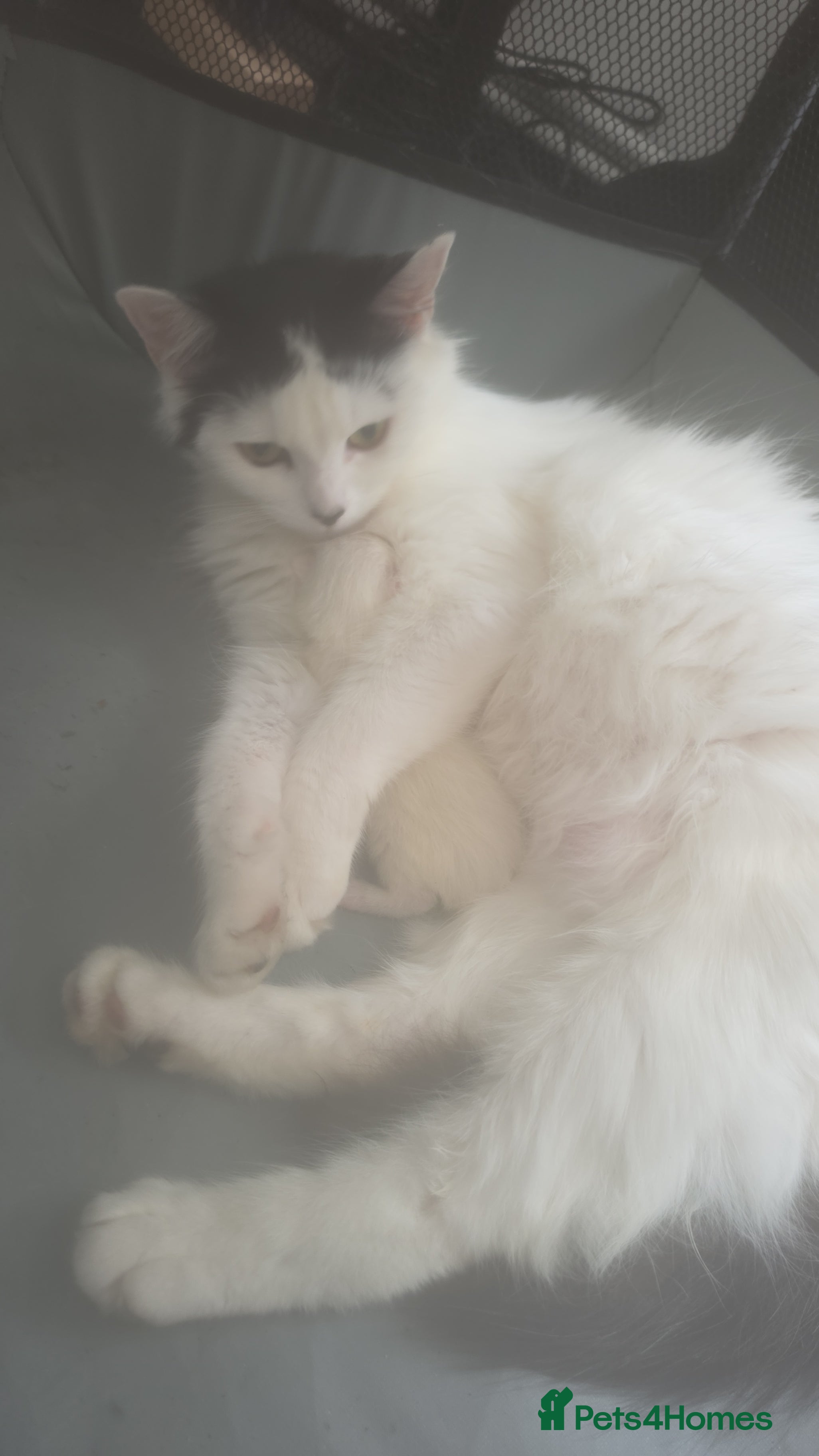 Mixed Breed cats Singleton kitten - Advert 14