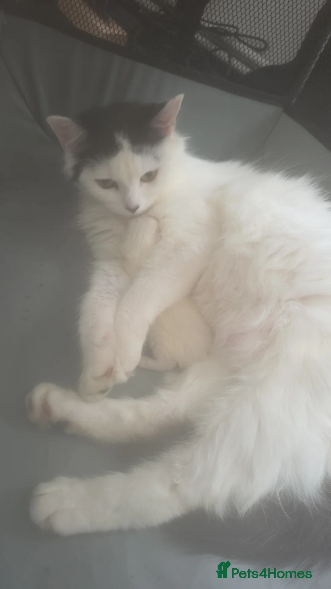 Mixed Breed cats for sale: Singleton kitten in Birkenhead - Advert 1