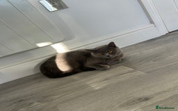 British Shorthair cats for sale: British shorthair female  - Image 1
