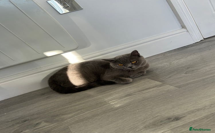 British Shorthair cats - Advert 5