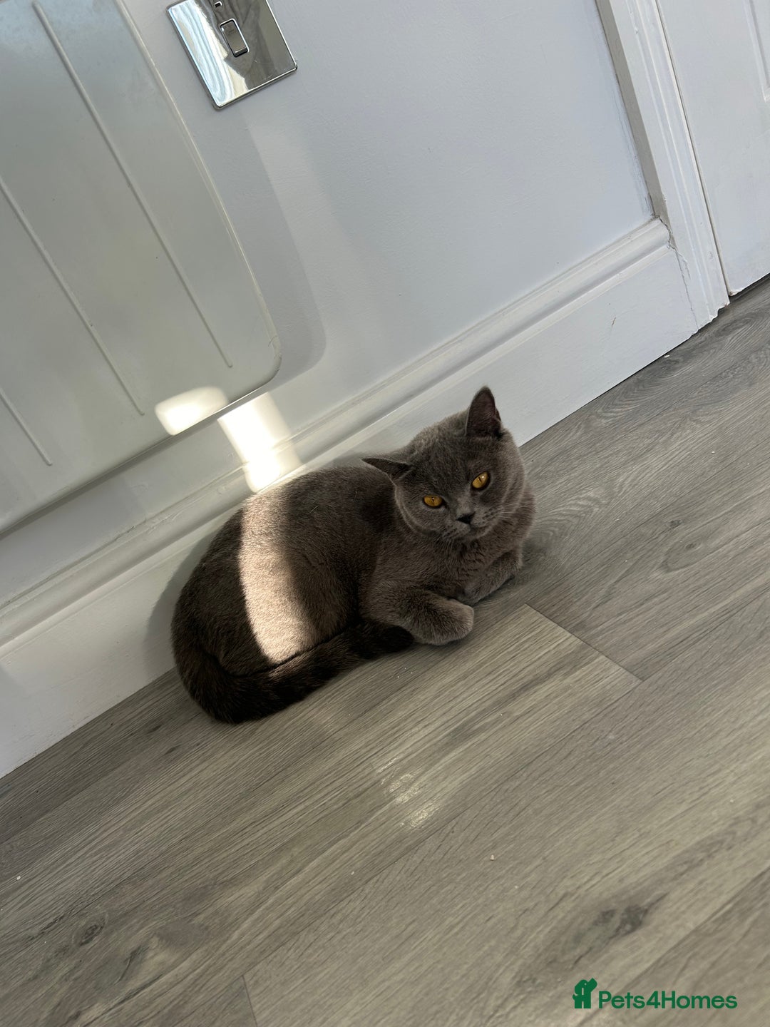 British Shorthair cats for sale: British shorthair female  - Image 1