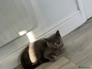 British Shorthair cats - Advert 5