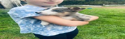 Border Collie dogs for sale: Merle & black and white litter  - Advert 6