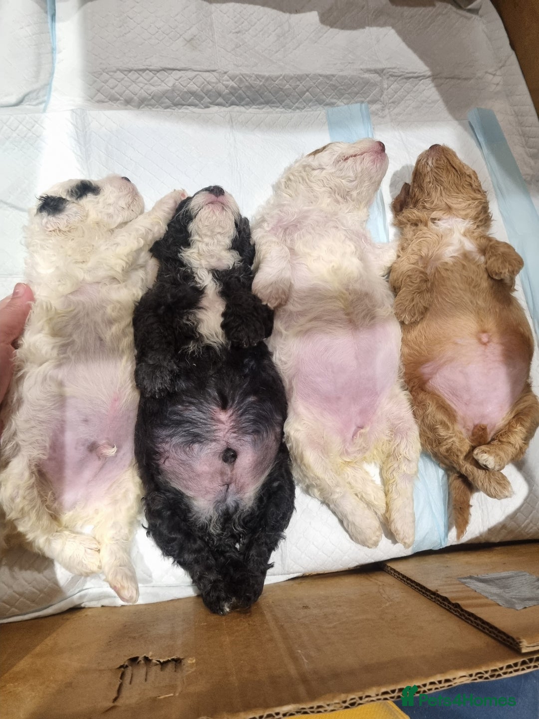 Toy Poodle dogs for sale: Toy poodle puppy - Advert 6