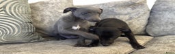 Whippet dogs for sale: 2 BEAUTIFUL TRUE SHOE TYPE KC REGISTERED WHIPPETS - Advert 3