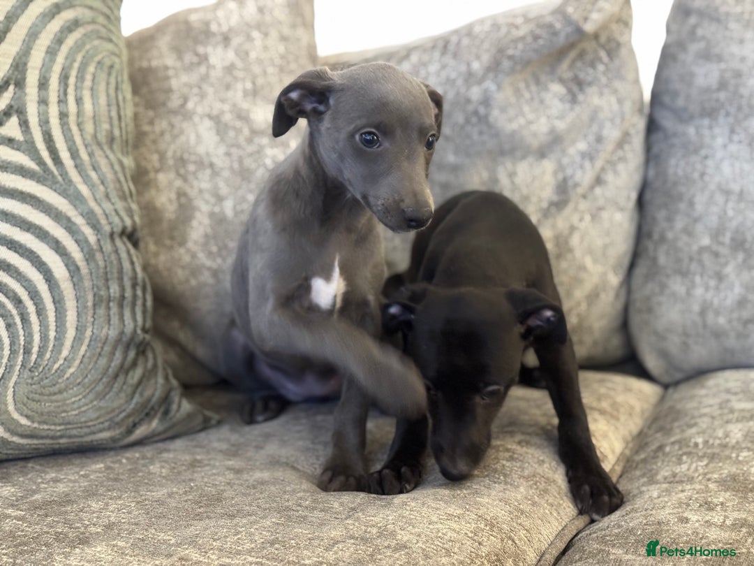 Whippet dogs for sale: 2 BEAUTIFUL TRUE SHOE TYPE KC REGISTERED WHIPPETS - Advert 3