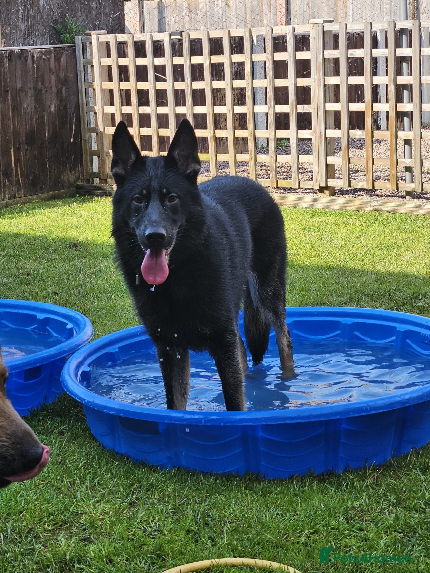 German Shepherd dogs This handsome fella is max.  - Advert 8