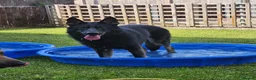 German Shepherd dogs for sale: This handsome fella is max.  - Advert 1