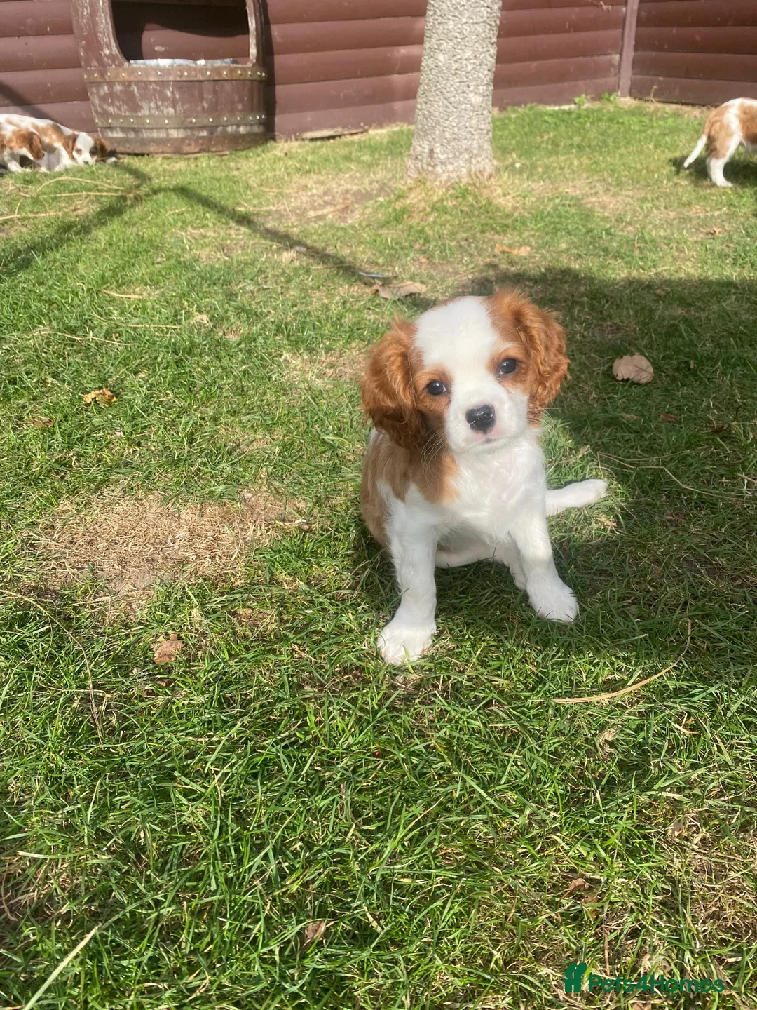 Cavalier King Charles Spaniel dogs for sale: Blenheim Cavalier King Charles Spaniels - Advert 1