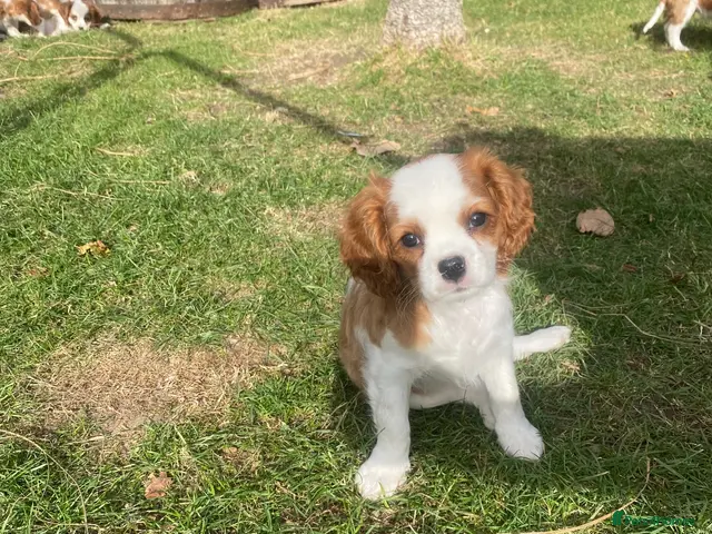 Cavalier King Charles Spaniel dogs for sale: Blenheim Cavalier King Charles Spaniels - Advert 15