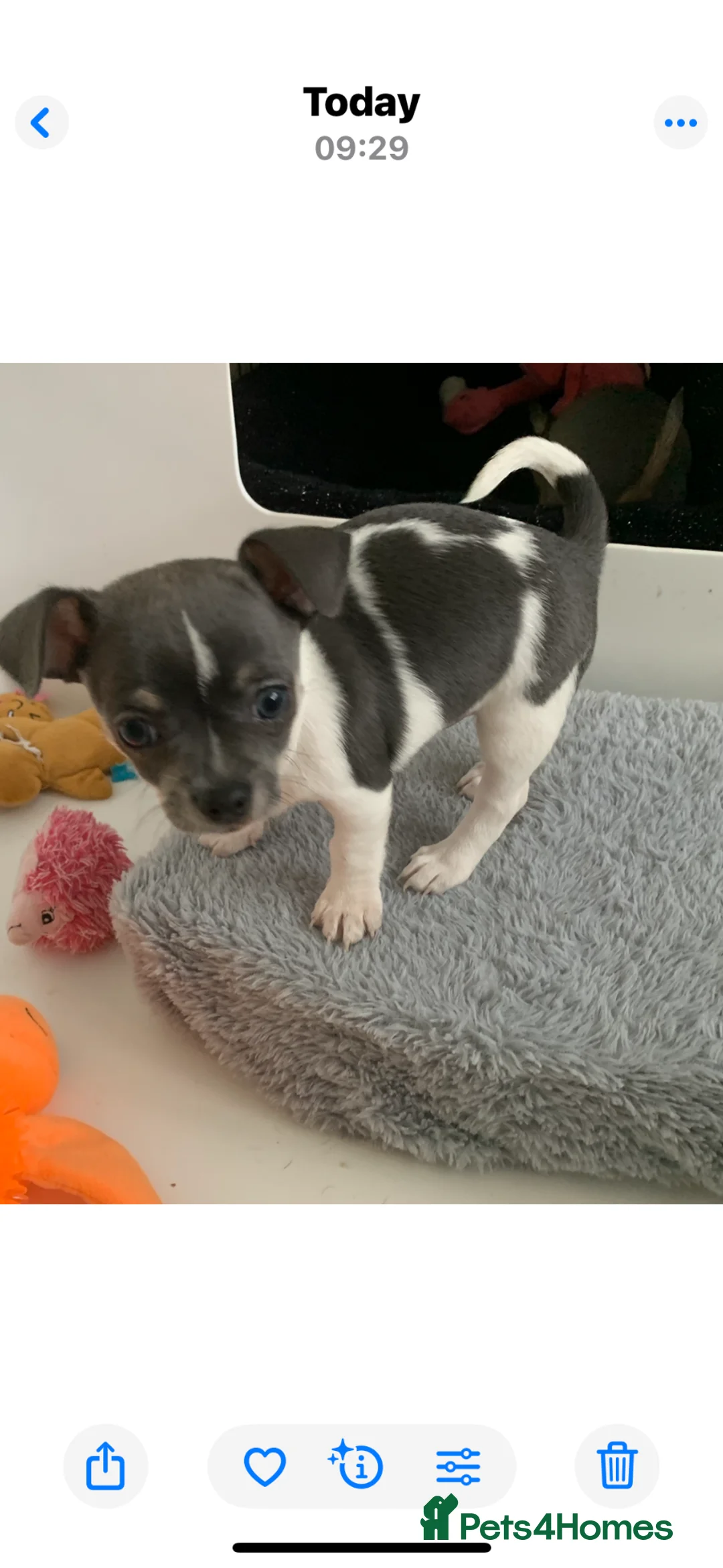 Chihuahua dogs for sale: Beautiful blue Tri  chihuahua puppies £1600 - Advert 1