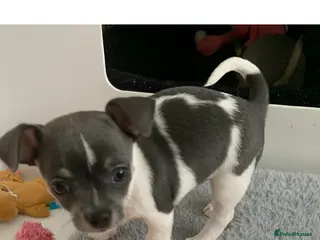 Chihuahua dogs Beautiful blue Tri chihuahua puppies £1600 - Advert 5