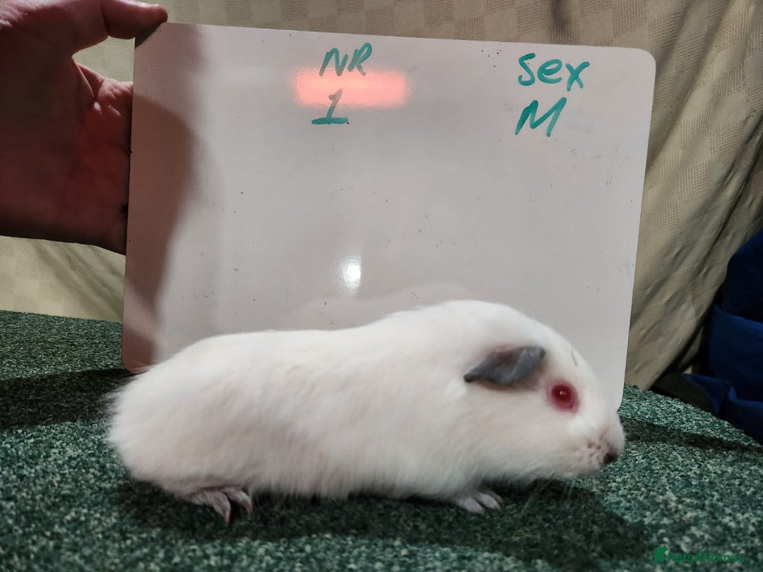 Guinea Pig rodents for sale: Guinea pigs for sale - Advert 5