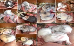Mini Lop rabbits for sale: Gorgeous Mini Lop Babies - Image 1