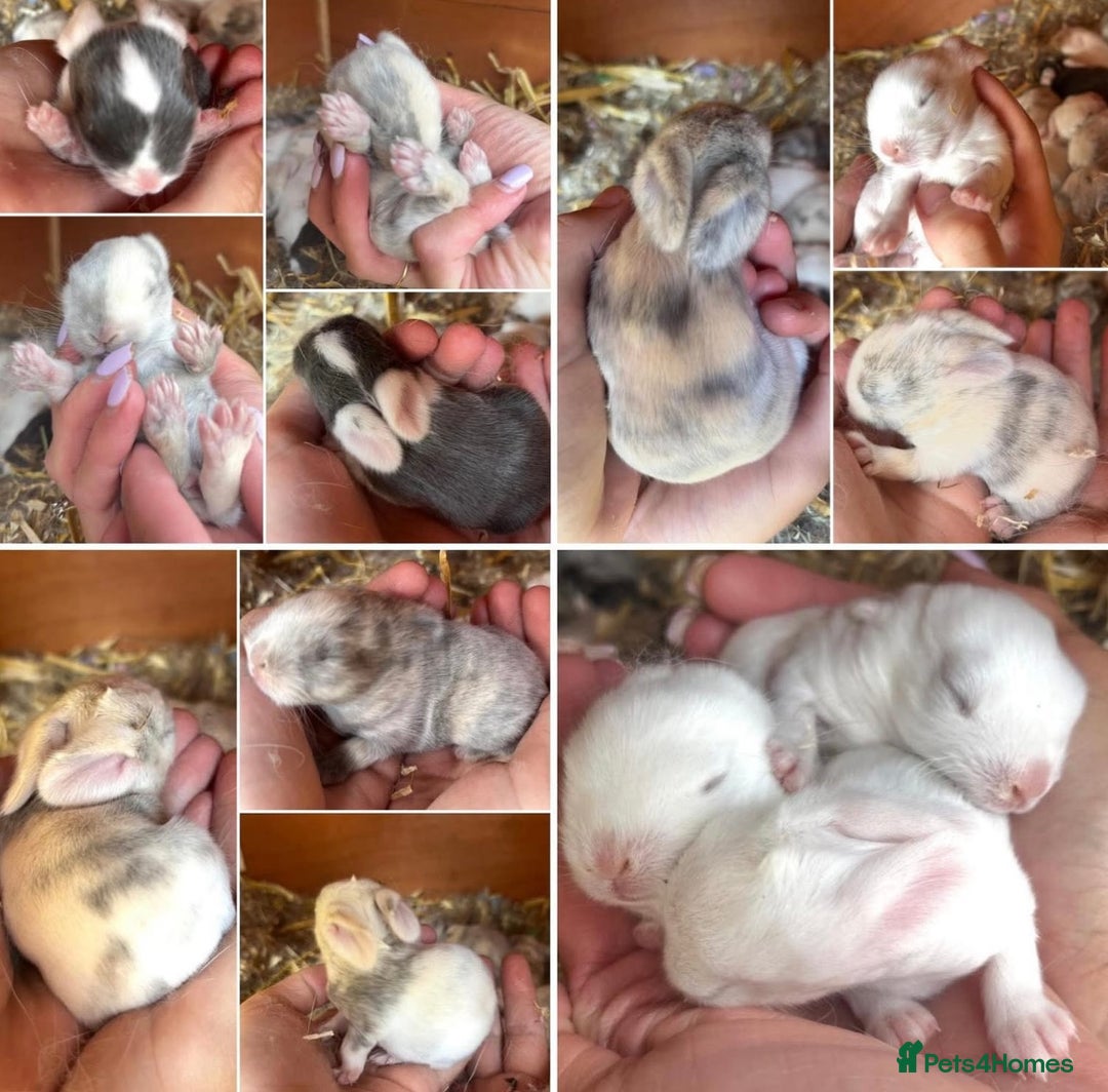 Mini Lop rabbits for sale: Gorgeous Mini Lop Babies - Image 1