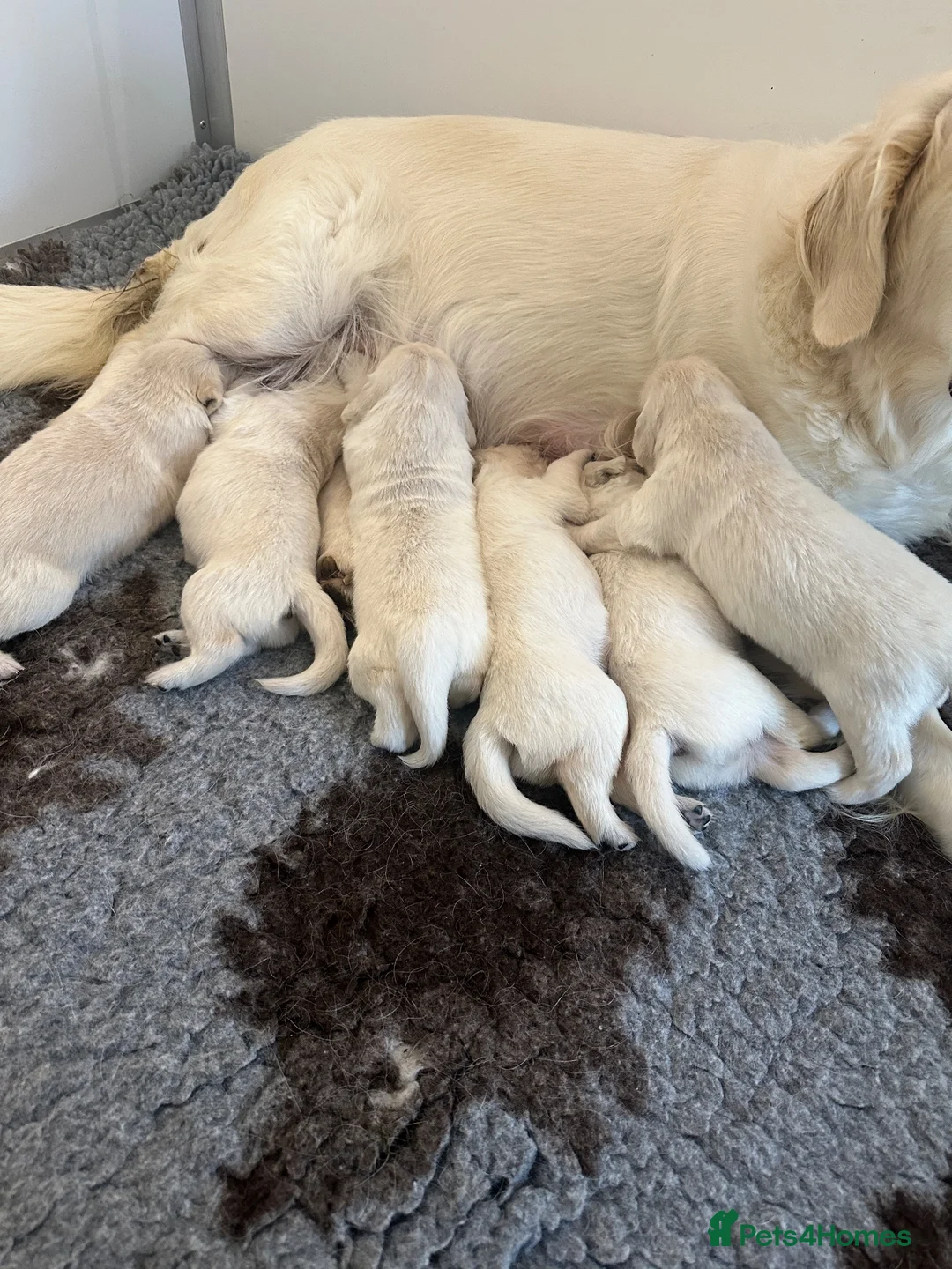 Golden Retriever dogs for sale: Female Cream Golden Retriever Puppies  - Advert 2