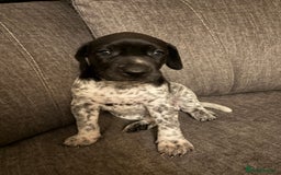 German Shorthaired Pointer dogs for sale: German shorthaired pointer puppies - Image 2