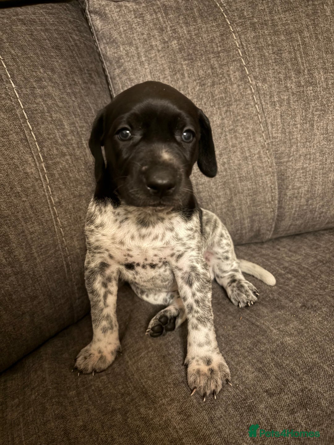 German Shorthaired Pointer dogs for sale: German shorthaired pointer puppies - Image 2
