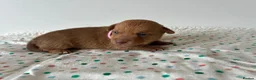 Jack Russell dogs for sale: Miniature Jack Russell’s looking for new homes  - Advert 13