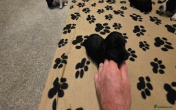 Cocker Spaniel dogs for sale: Cocker spaniel for sale - Image 3