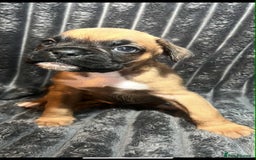 Boxer dogs for sale: Gorgeous litter of red and white boxers.  - Image 15