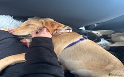 Labrador Retriever dogs for sale: nearly 7 month old labrador girl - Image 10