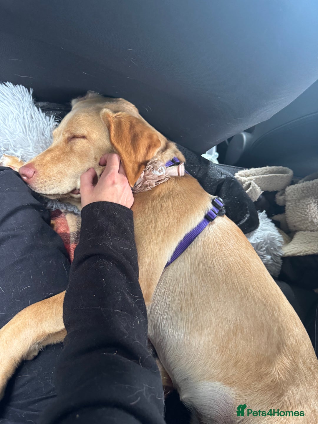 Labrador Retriever dogs for sale: nearly 7 month old labrador girl - Image 10