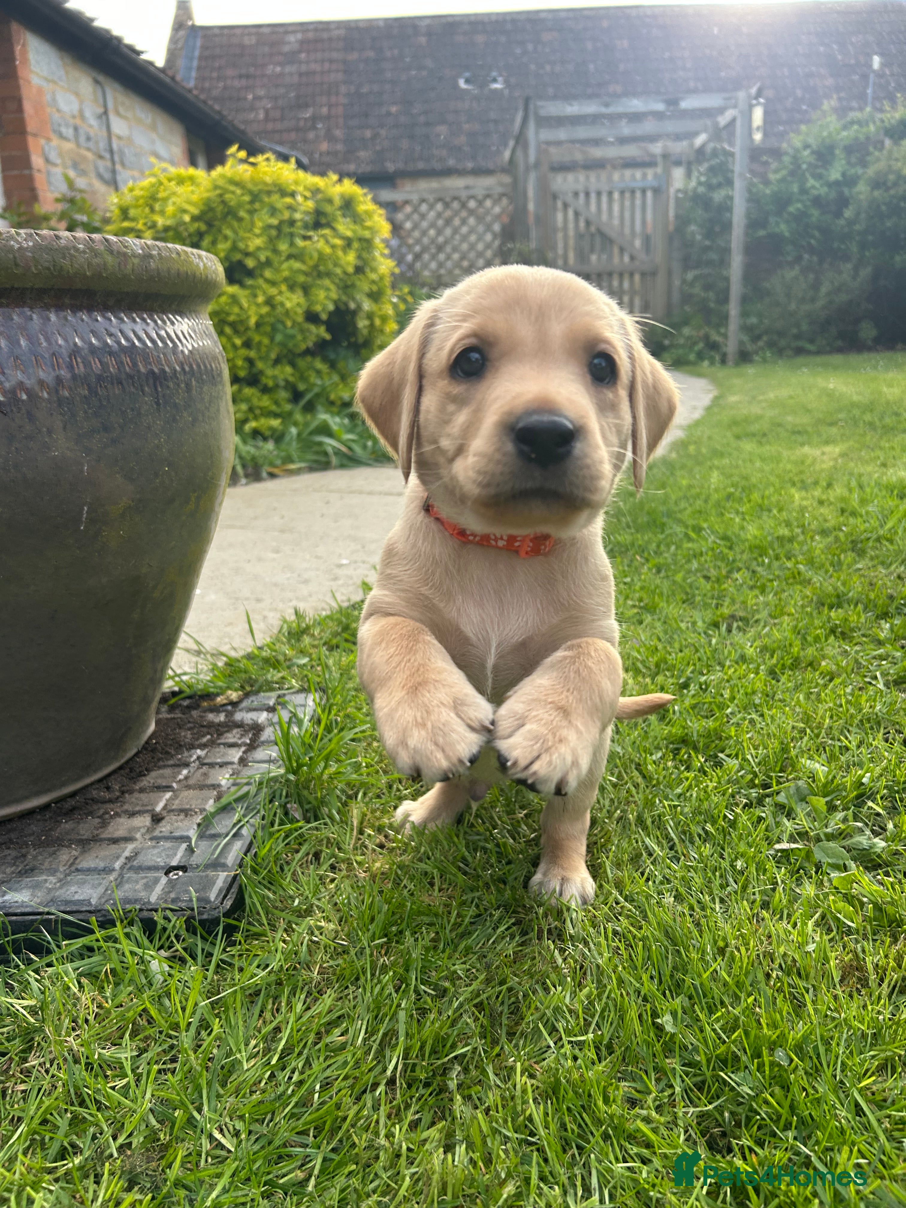 Labrador Retriever dogs Stunning litter of KC registered Yellow Labradors - Advert 2