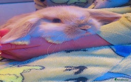 Mini Lop rabbits for sale: Mini lop baby rabbits  - Image 5