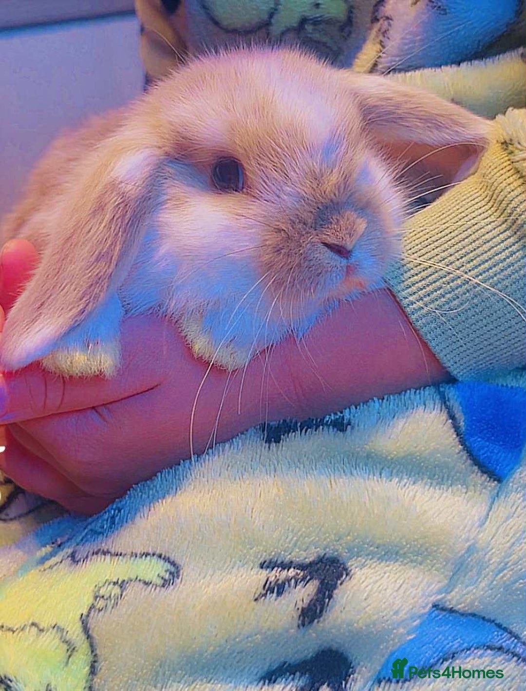 Mini Lop rabbits for sale: Mini lop baby rabbits  - Image 5