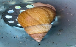 Snails invertebrates for sale: Giant African land snails and enclosure - Image 4