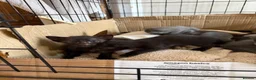 Mixed Breed cats for sale: Half Siamese beautiful kittens  - Advert 10