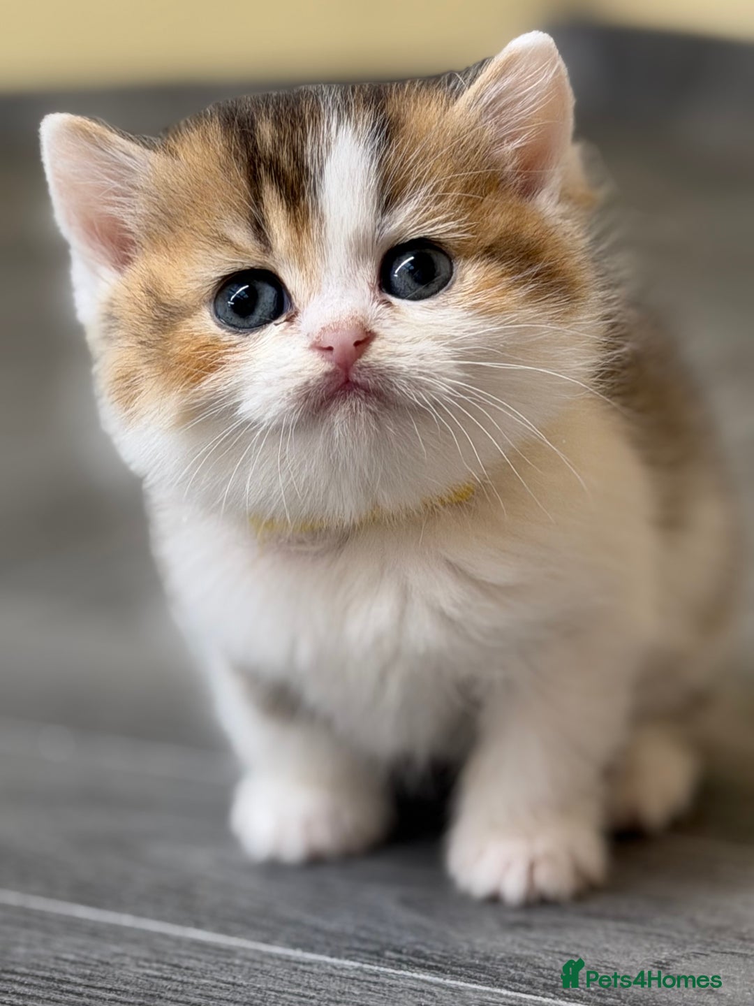 British Shorthair cats for sale: BSH tri- colour golden/blue/white kittens TICA - Image 9