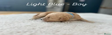 Light Blue - Male