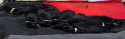 Rottweiler dogs for sale: German Lines Chunky Rottweiler Puppies - Advert 6